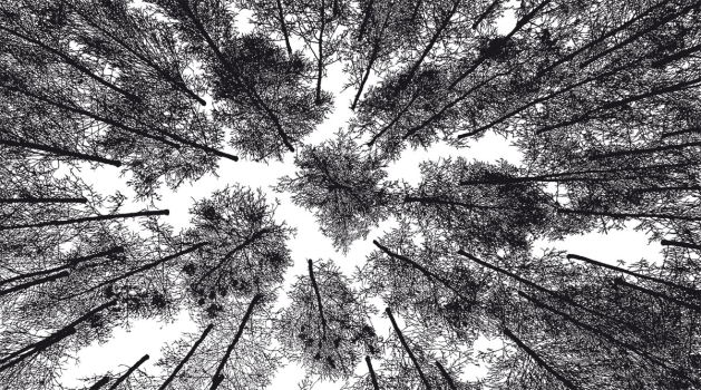 Ausstellung: Fokus Papier: Scherenschnitte – Papierschnitte – Collagen